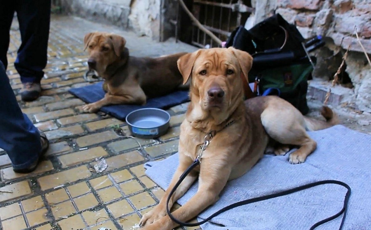 パルム“ドッグ”受賞の兄弟犬、カンヌを震撼させたワンコ怪演の秘密とは