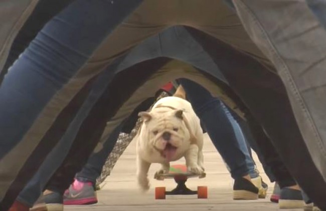 前足でしっかり加速！スケボー犬のオットー