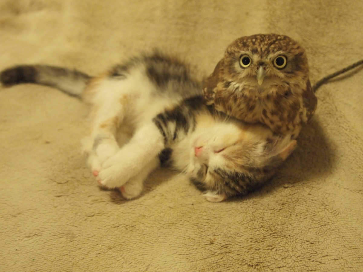 子猫とフクロウの“もふもふ”仲良し写真満載！『フクマリ～フクロウと子猫～』発売