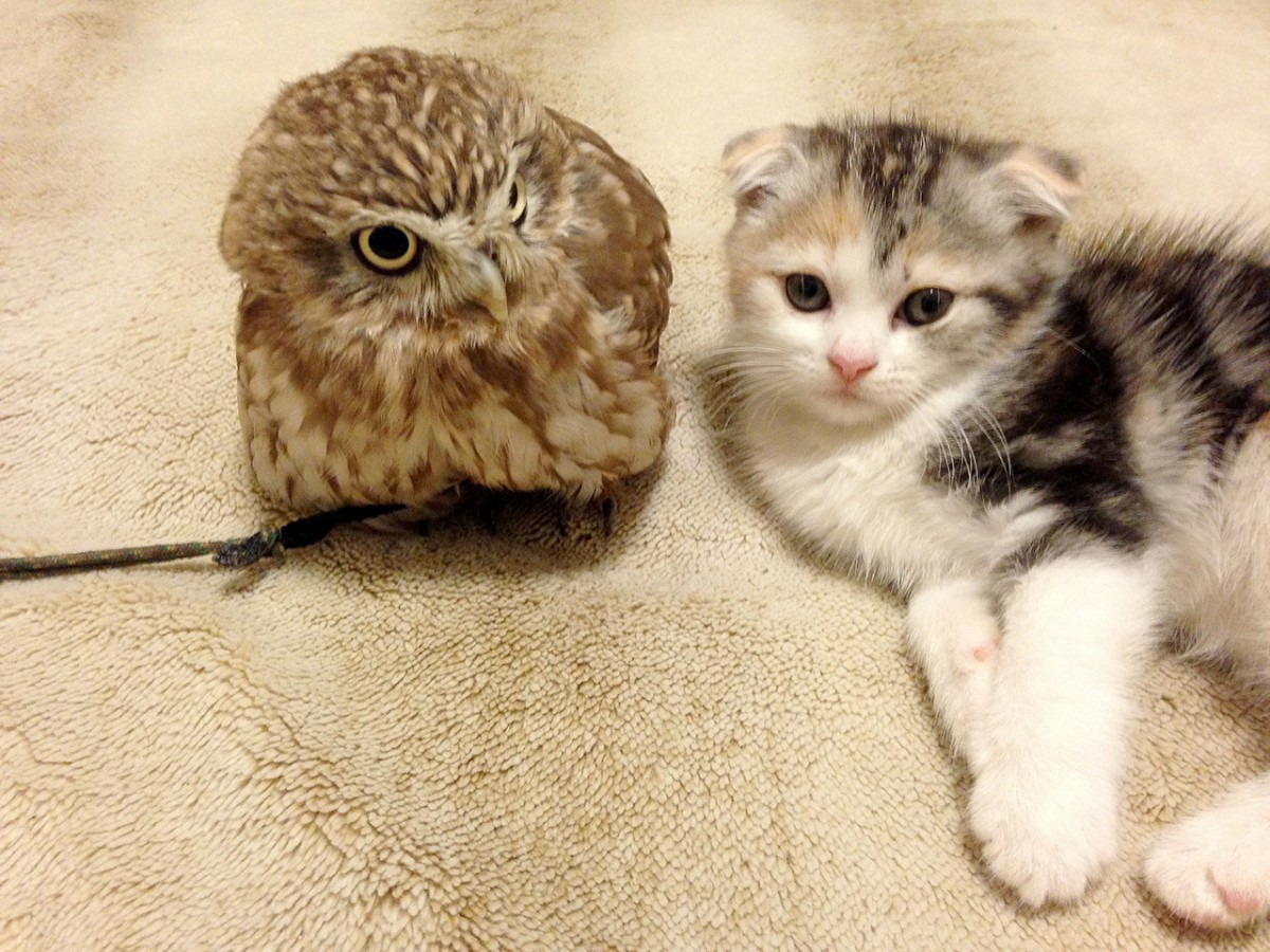 子猫とフクロウの“もふもふ”仲良し写真満載！『フクマリ～フクロウと子猫～』発売