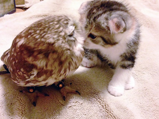 フクロウと子猫の癒し写真満載！