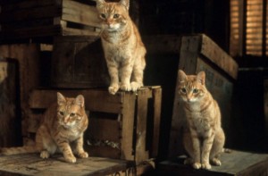 子ネコ3匹が車のエンジンに…　運転手は知らずに30キロ走破