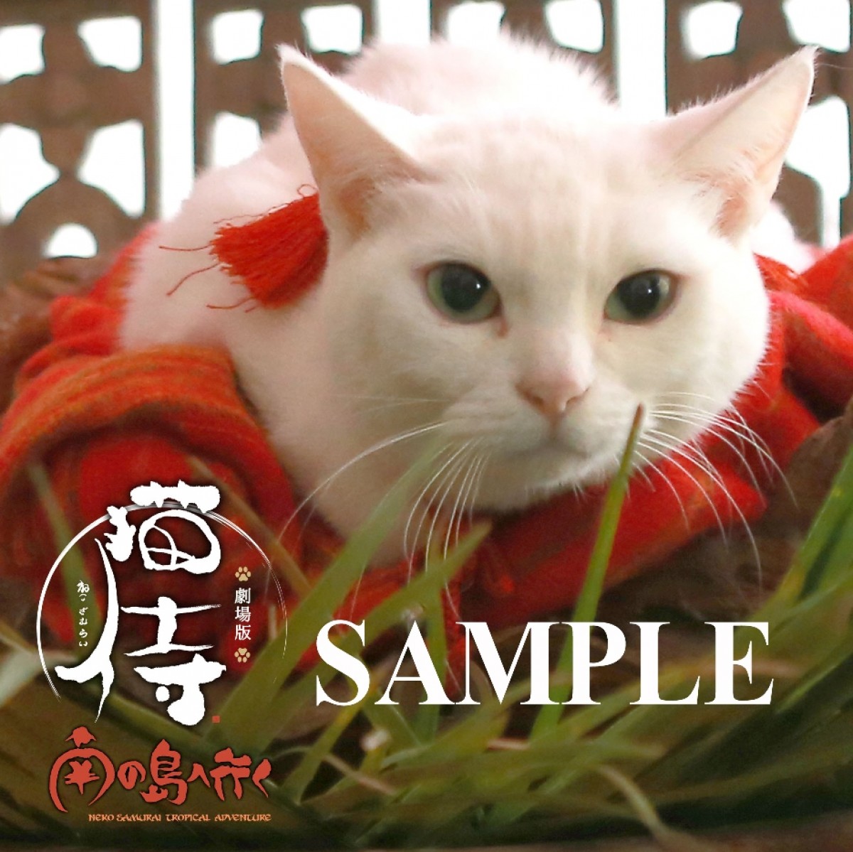 『猫侍』“玉之丞”カレンダー発売決定！　萌え萌え萌えまくる未公開秘蔵ショット使用