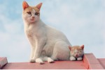 岩合光昭の写真展『ねこ』開催　“ネコの島” など180点展示