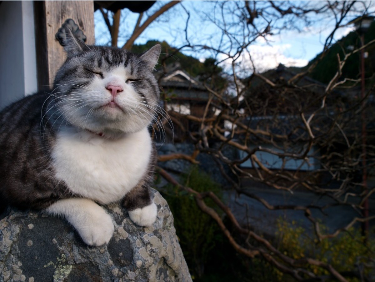 岩合光昭の写真展『ねこ』開催　“ネコの島” など180点展示