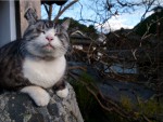 岩合光昭の写真展『ねこ』が東京で開催！