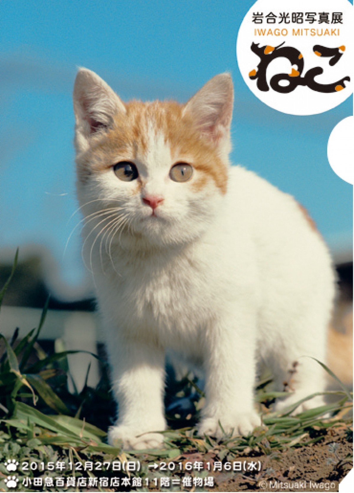 岩合光昭の写真展『ねこ』開催　“ネコの島” など180点展示