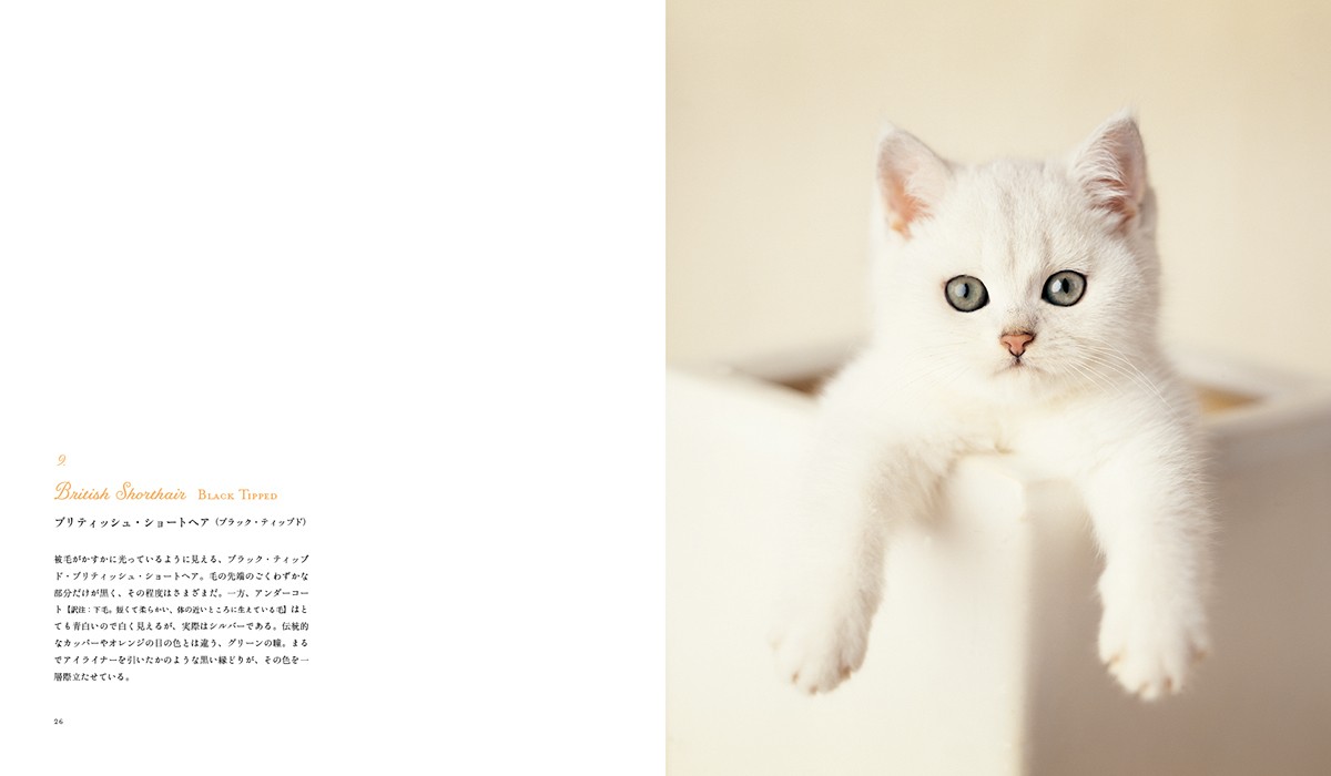 猫図鑑の決定版「世界の美しい猫101」発売！短毛種～長毛種まで写真と共に解説