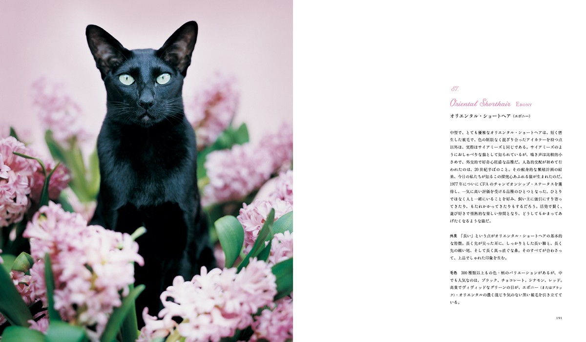 猫図鑑の決定版「世界の美しい猫101」発売！短毛種～長毛種まで写真と共に解説