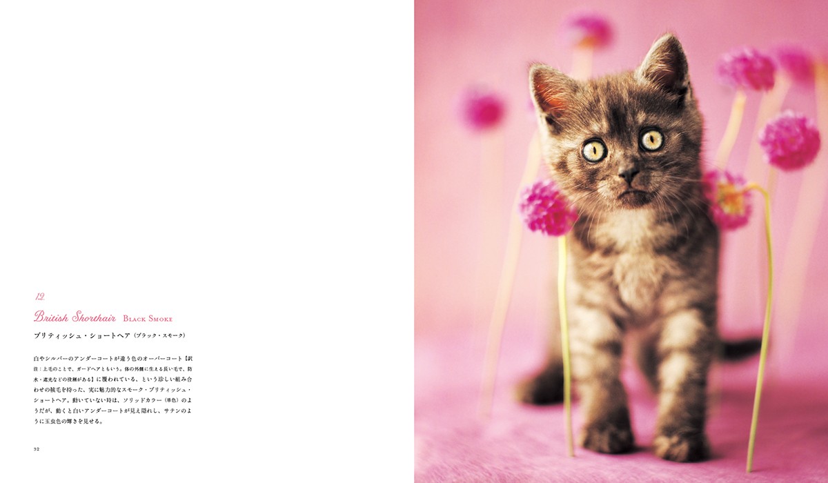 猫図鑑の決定版「世界の美しい猫101」発売！短毛種～長毛種まで写真と共に解説