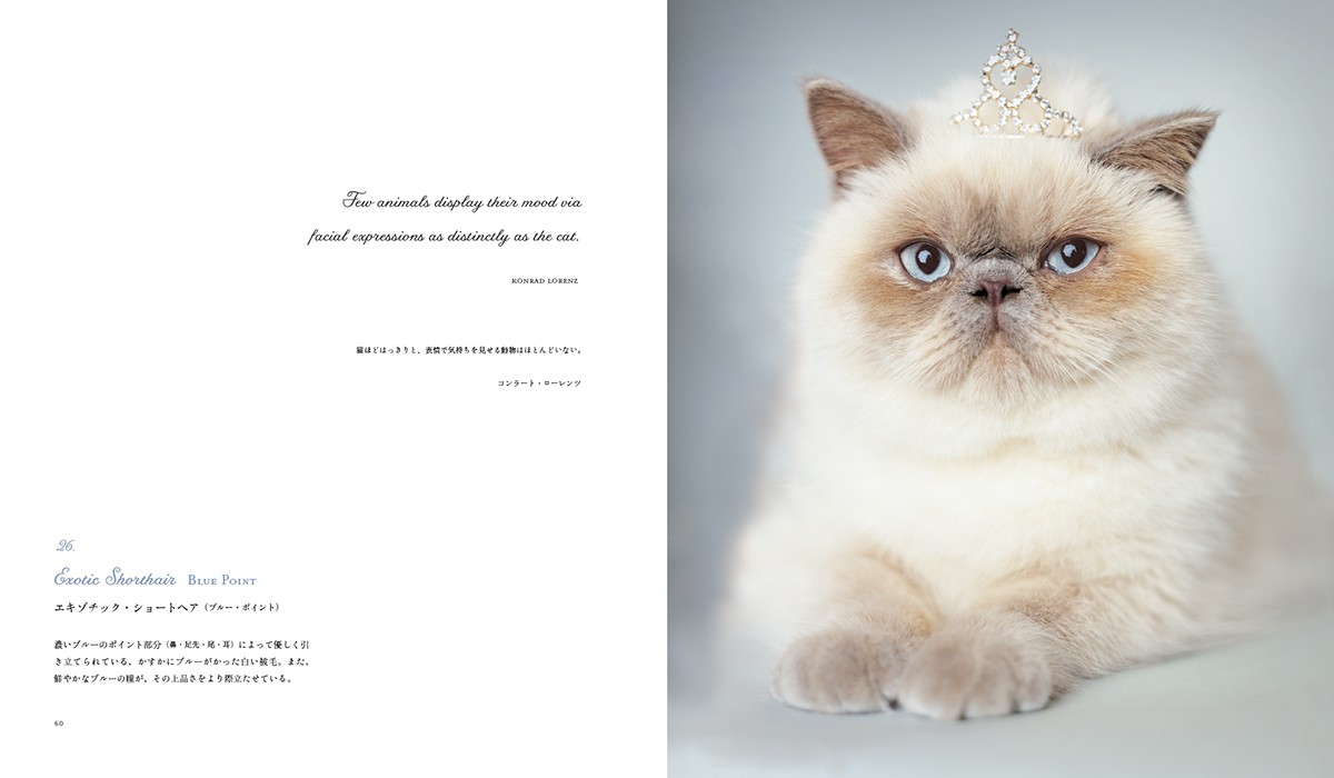 猫図鑑の決定版「世界の美しい猫101」発売！短毛種～長毛種まで写真と共に解説