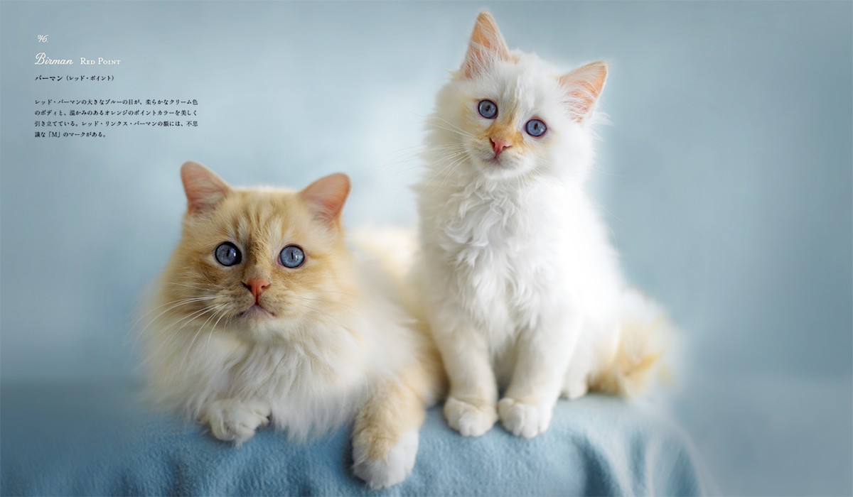 猫図鑑の決定版「世界の美しい猫101」発売！短毛種～長毛種まで写真と共に解説