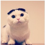 “ねこ熱” 燃え上がった2015年…インスタ人気ハッシュタグ1位もやっぱり「＃ねこ」