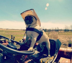 運転するワンコが大人気！ 辛い過去を乗り越えて