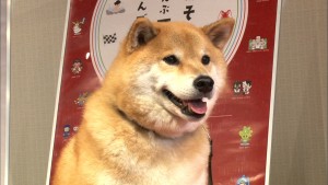 留守番中の犬猫の姿に飼い主も真っ青!?　柴犬まる＆しゃべるネコしおちゃんも登場