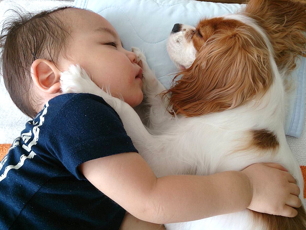 留守番中の犬猫の姿に飼い主も真っ青!?　柴犬まる＆しゃべるネコしおちゃんも登場