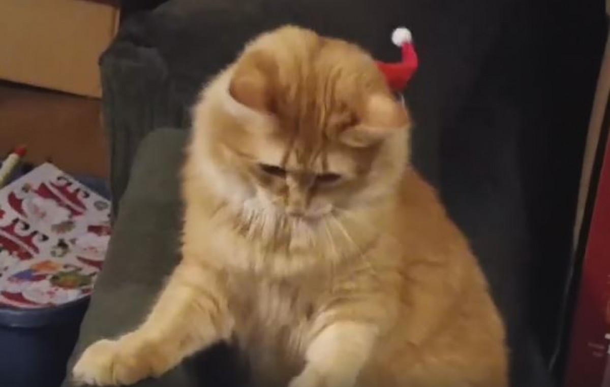 ニャンなのコレは～！ サンタ帽に惑わされすぎる猫ちゃん