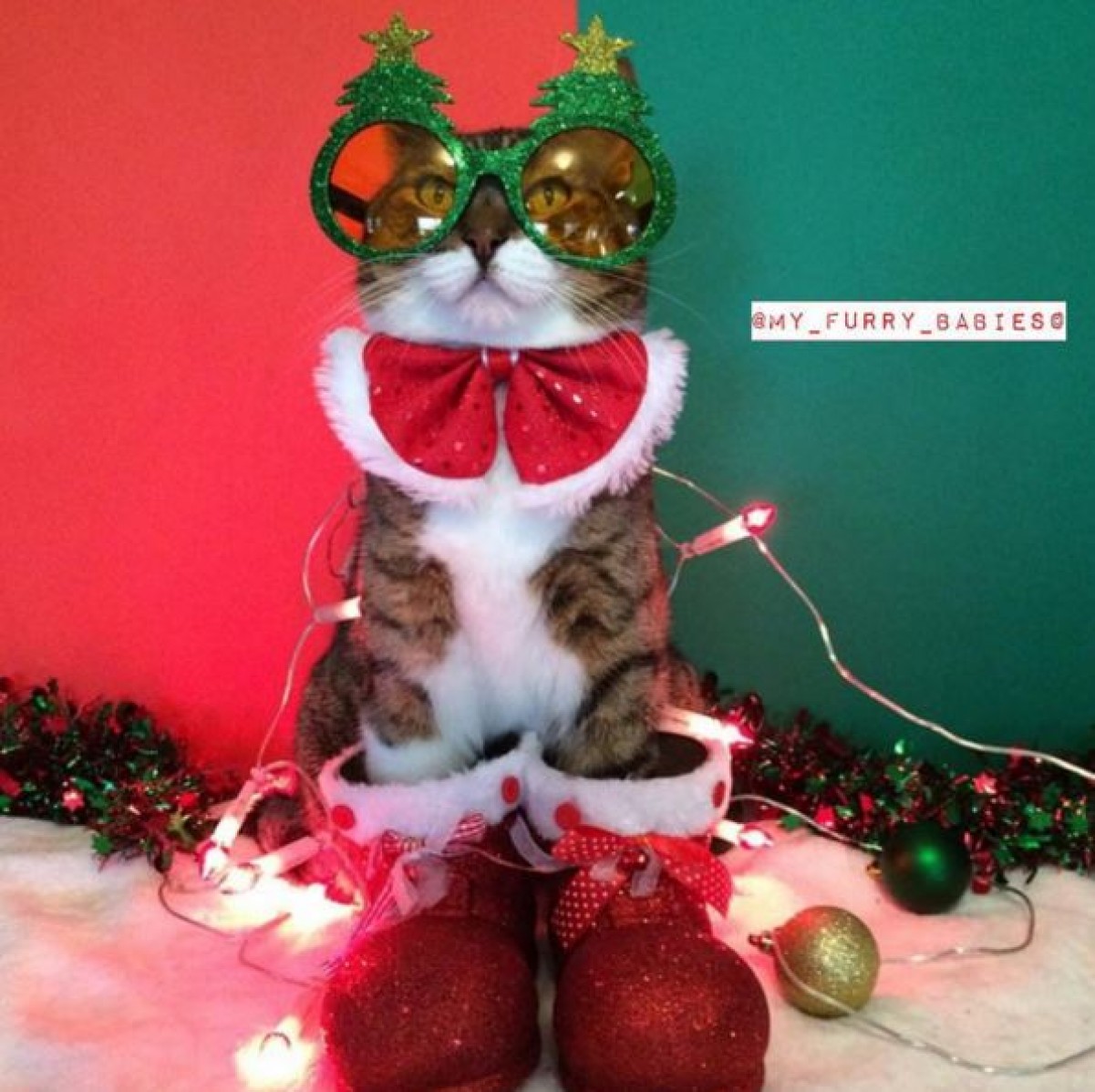 ネコ×クリスマス！様々なコスチュームのにゃんこ画像