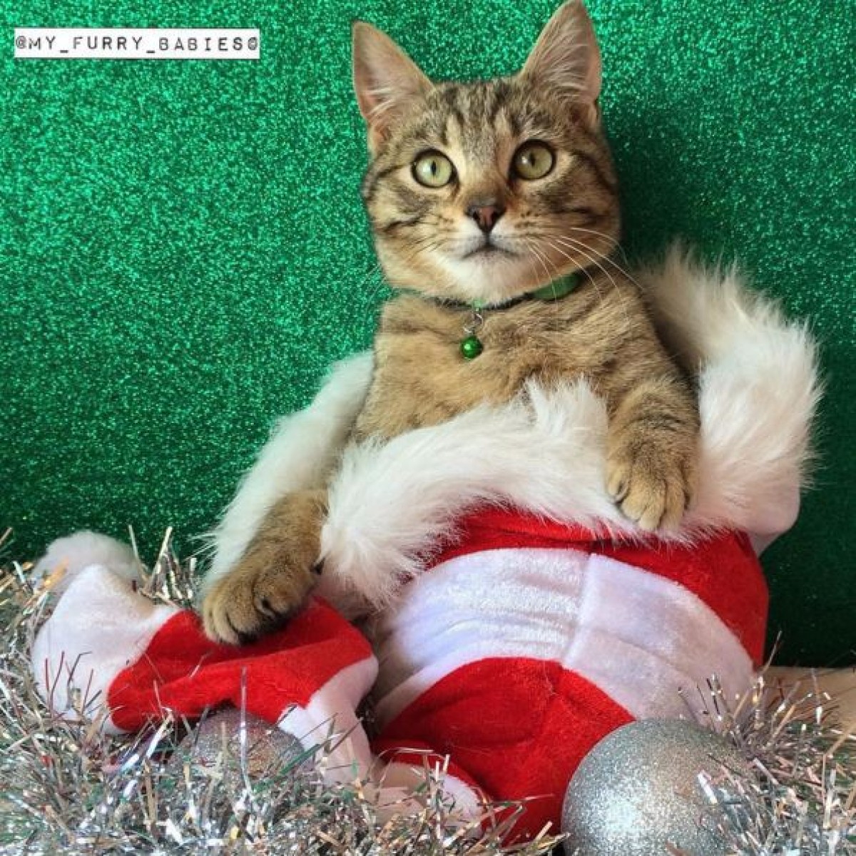 ネコ×クリスマス！様々なコスチュームのにゃんこ画像