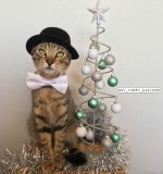 クリスマスコスチュームの猫