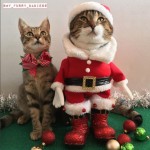 クリスマスコスチュームの猫