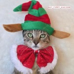 クリスマスコスチュームの猫