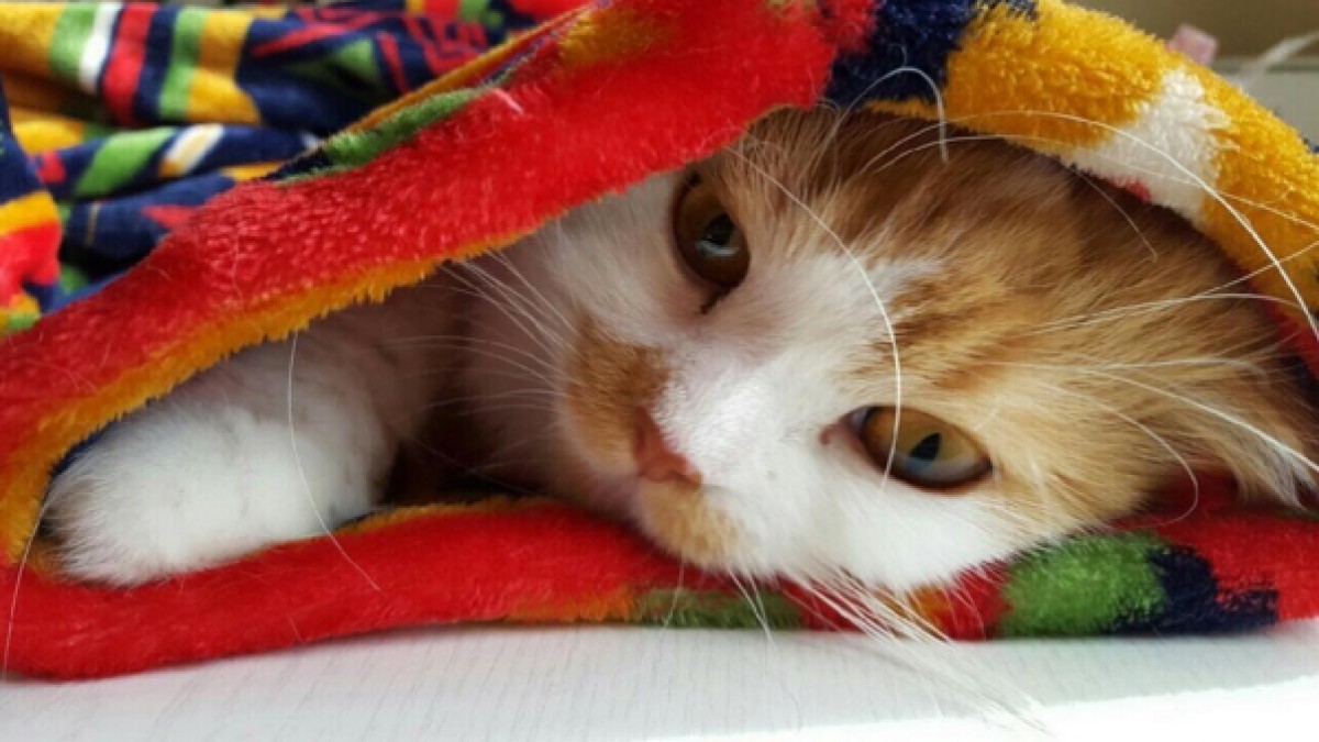 「猫が袖の中でぬくぬく」マニア垂涎シチュエーション　可愛すぎるフォトブック発売