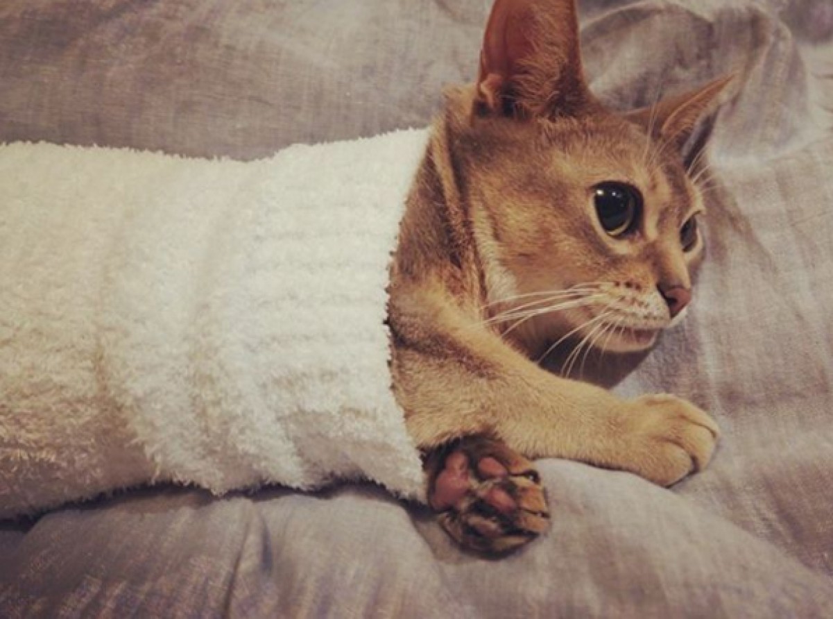 「猫が袖の中でぬくぬく」マニア垂涎シチュエーション　可愛すぎるフォトブック発売