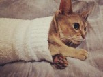 「チームそでねこ」が公開している“そでねこ”写真