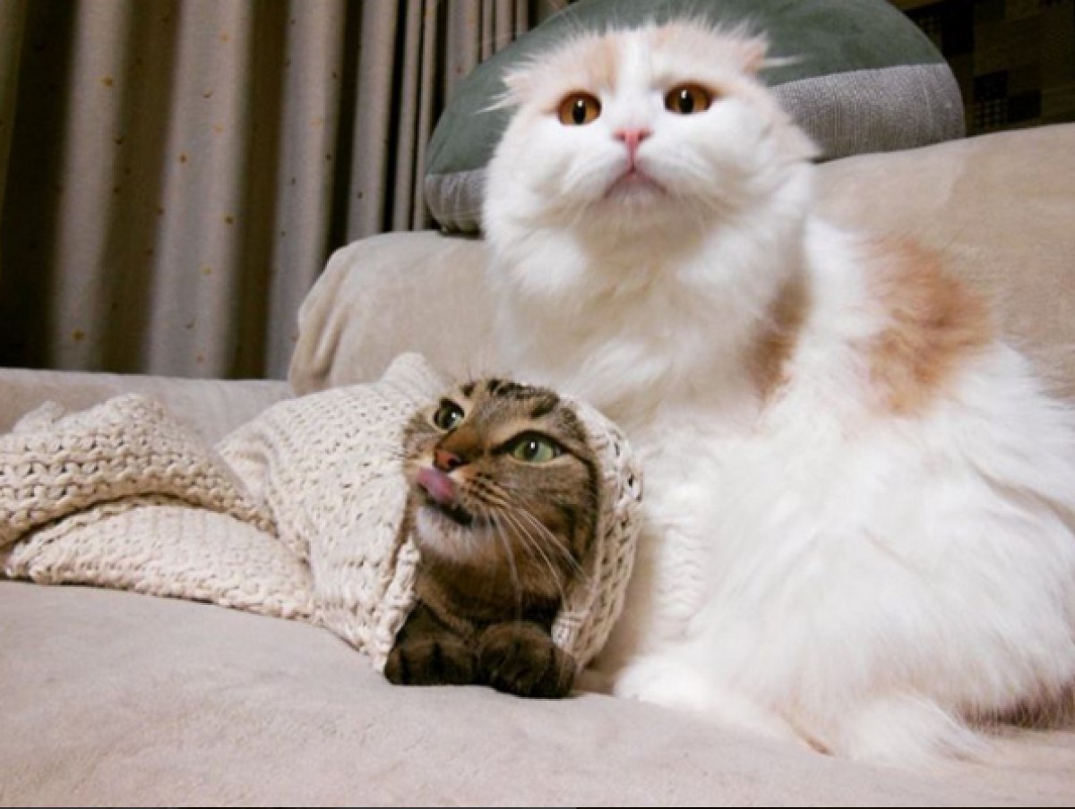 「猫が袖の中でぬくぬく」マニア垂涎シチュエーション　可愛すぎるフォトブック発売
