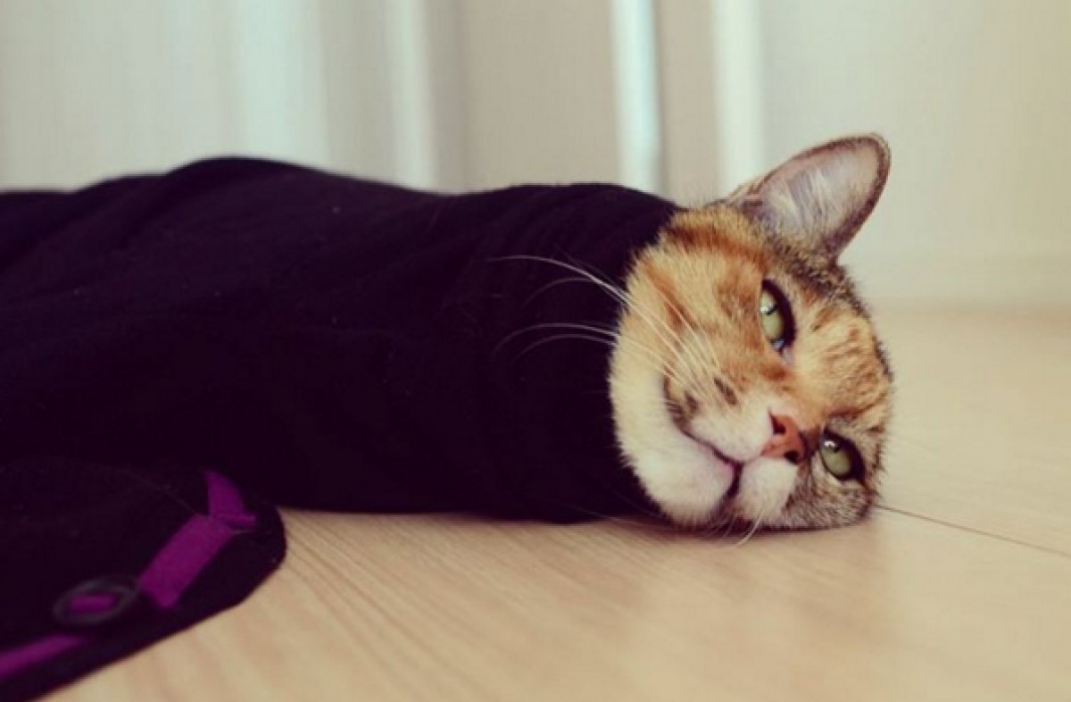 「猫が袖の中でぬくぬく」マニア垂涎シチュエーション　可愛すぎるフォトブック発売