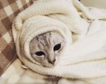 「チームそでねこ」が公開している“そでねこ”写真