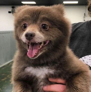 「クマか犬かどっちなの！」SNSで話題の動物　その正体は…