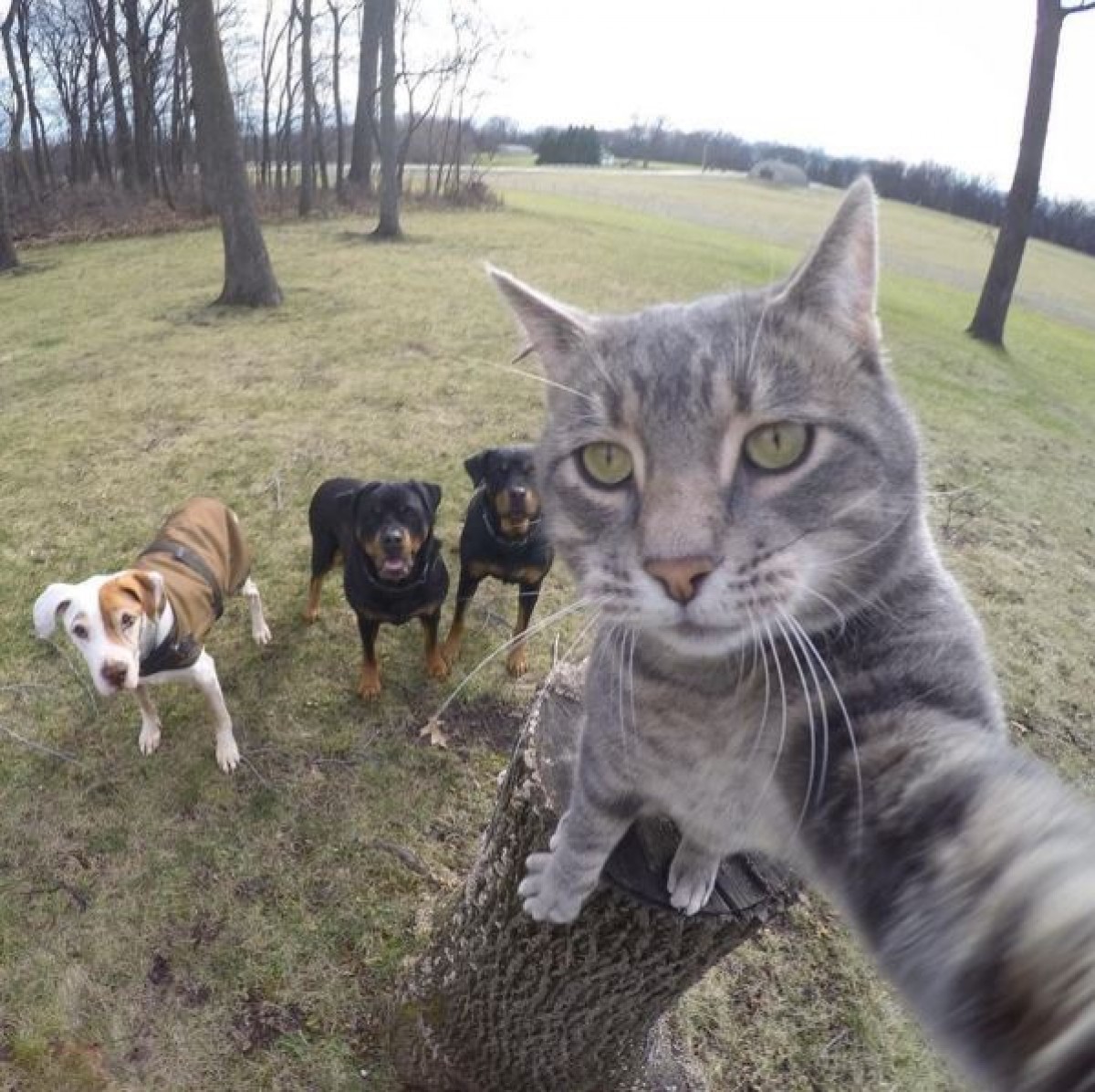ねこ