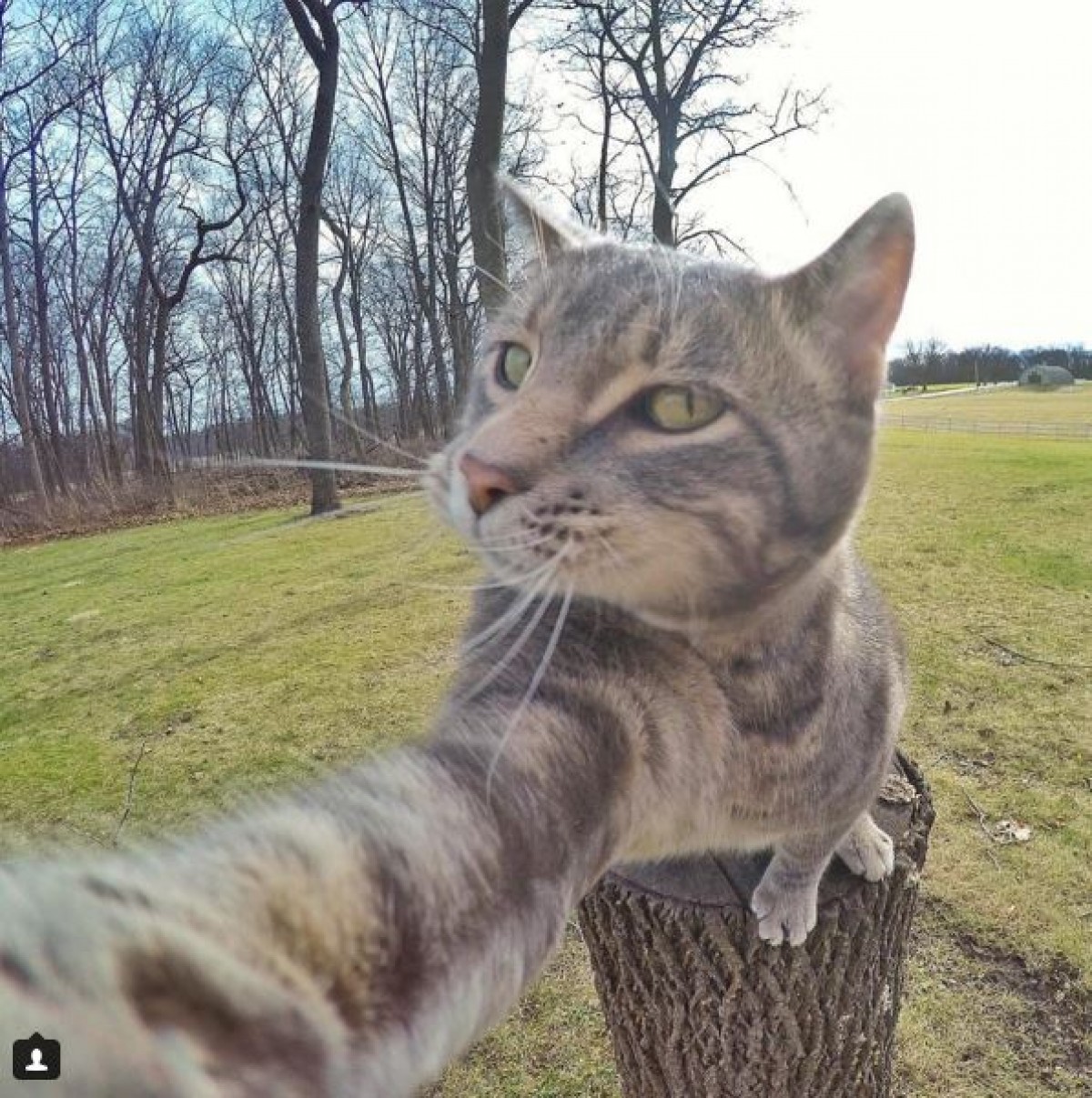 セルフィー大好き猫、現る!? インスタ・フォロワー11万人以上
