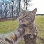 猫・マニーのセルフィー写真