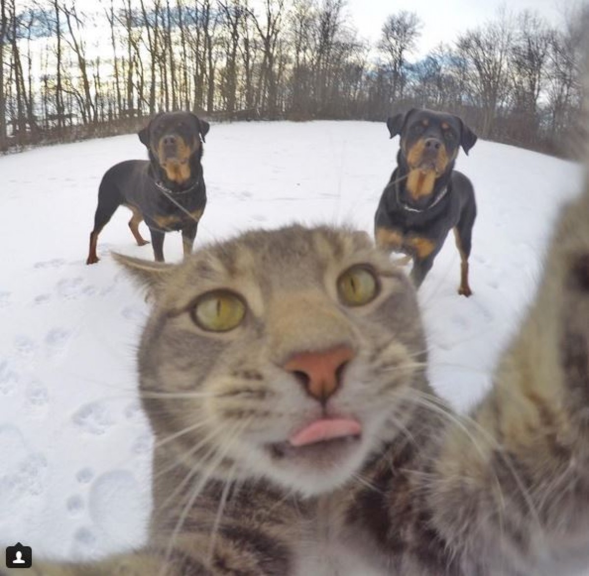 セルフィー大好き猫、現る!? インスタ・フォロワー11万人以上