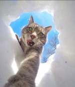 猫・マニーのセルフィー写真