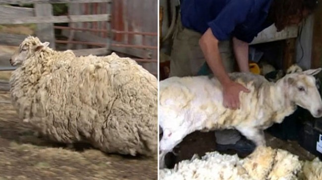 6年間逃亡していた羊、毛を刈られる
