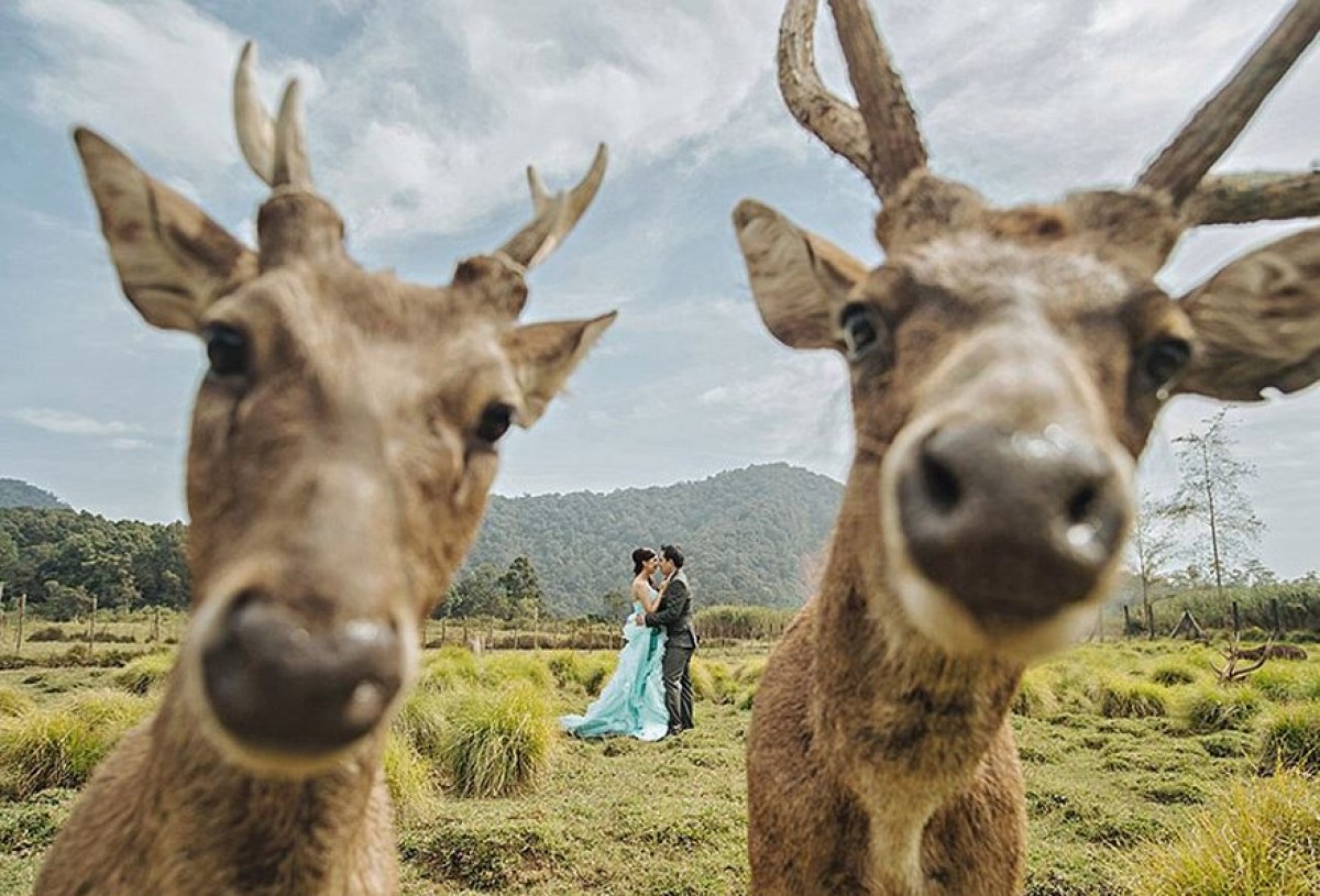 幸せな2人を撮るはずが…！結婚式写真コンペ、ユーモア部門の写真がハイセンス