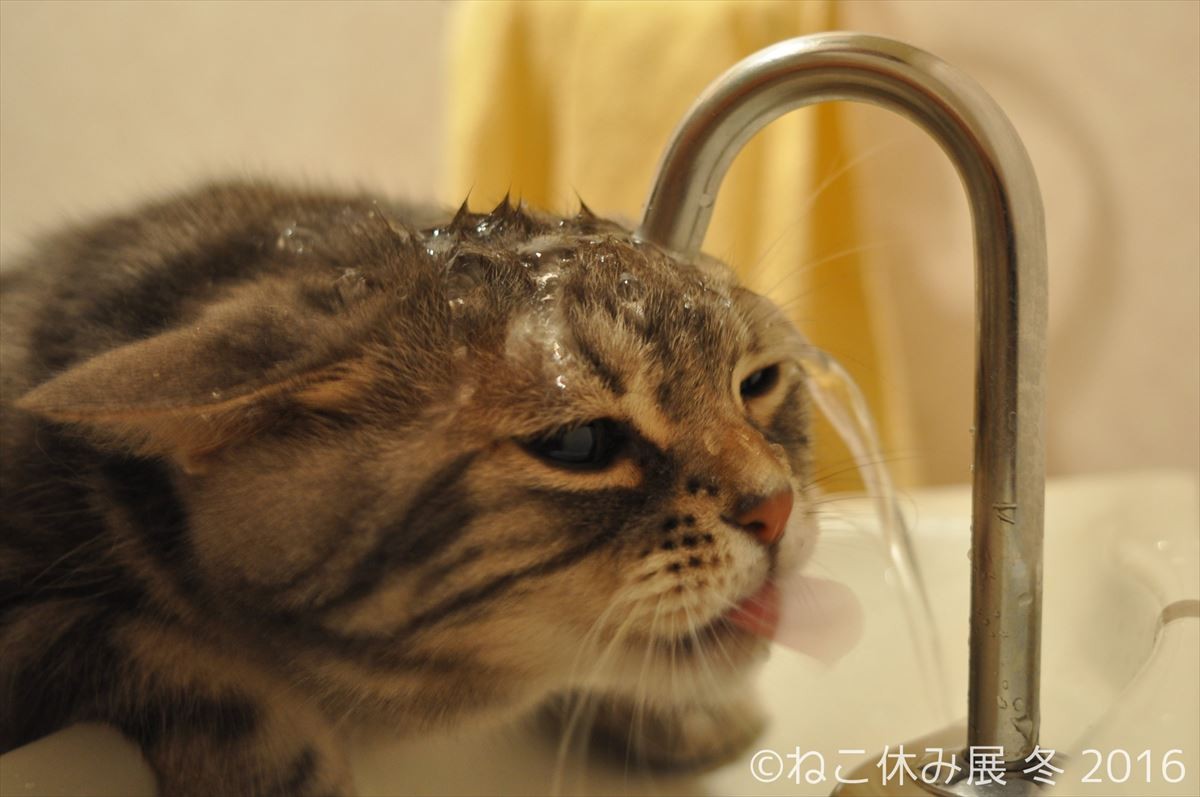 人気猫・きなごむ、セツちゃん、小雪も！都内最大級の猫写真展「ねこ休み展」開催