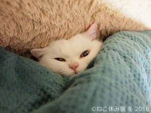 人気猫・きなごむ、セツちゃん、小雪も！都内最大級の猫写真展「ねこ休み展」開催