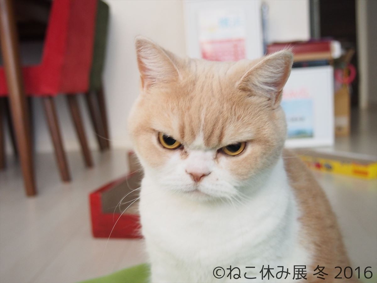 人気猫・きなごむ、セツちゃん、小雪も！都内最大級の猫写真展「ねこ休み展」開催