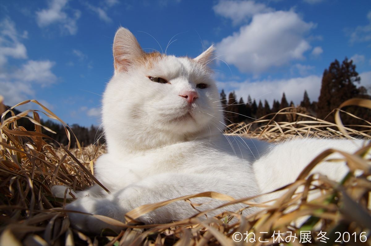 人気猫・きなごむ、セツちゃん、小雪も！都内最大級の猫写真展「ねこ休み展」開催