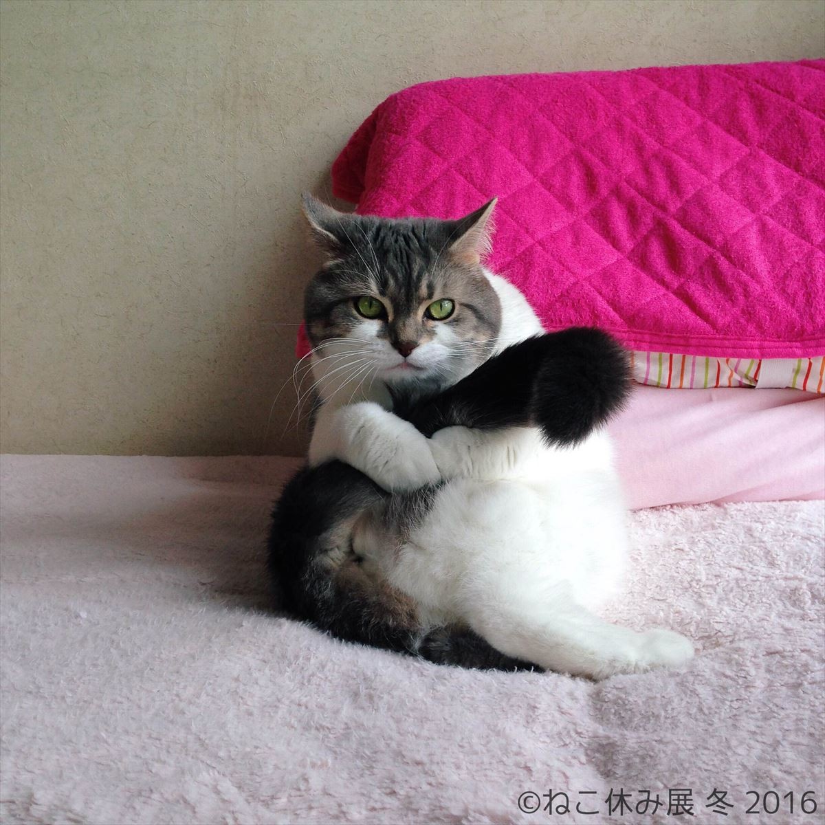 人気猫・きなごむ、セツちゃん、小雪も！都内最大級の猫写真展「ねこ休み展」開催