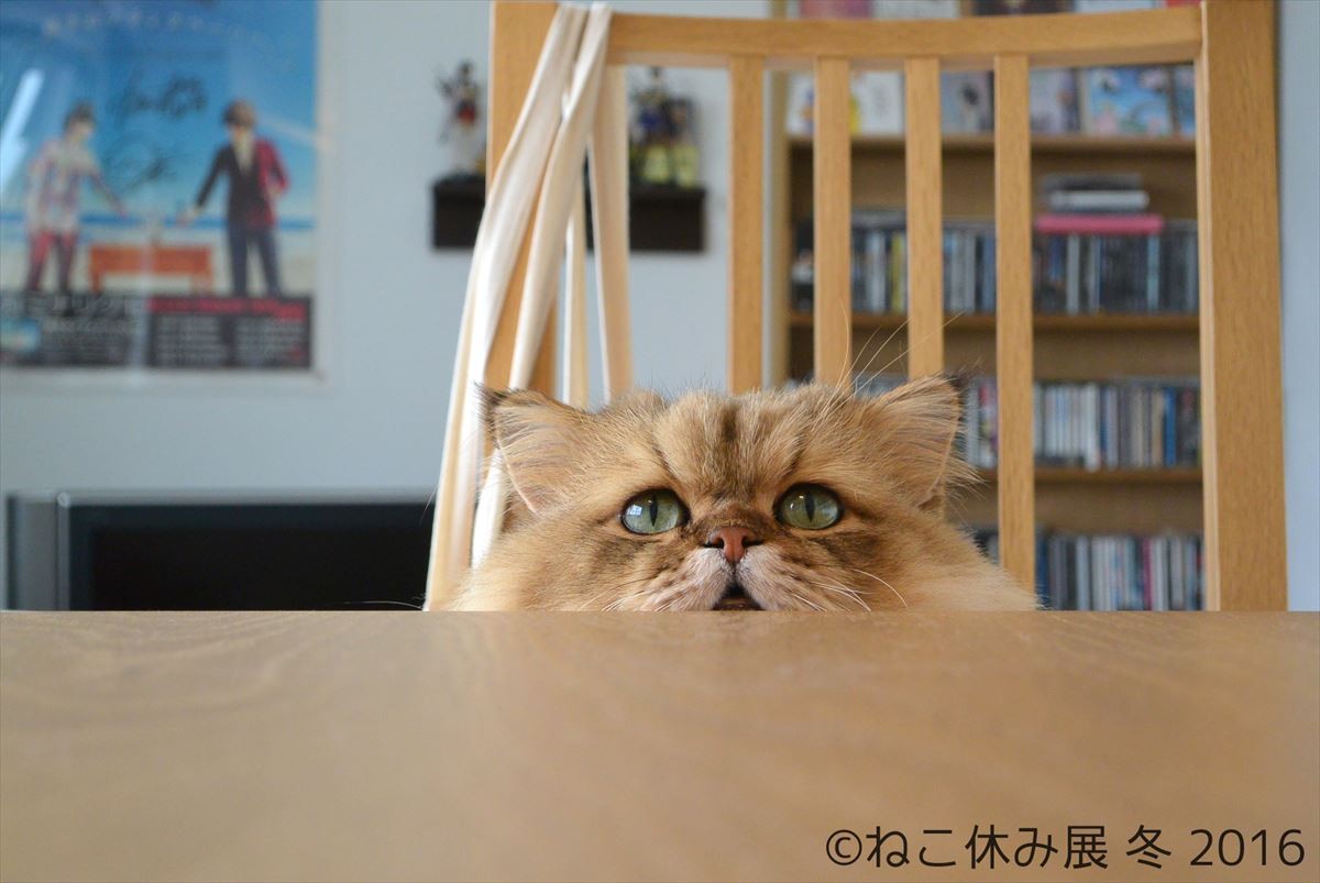 人気猫・きなごむ、セツちゃん、小雪も！都内最大級の猫写真展「ねこ休み展」開催