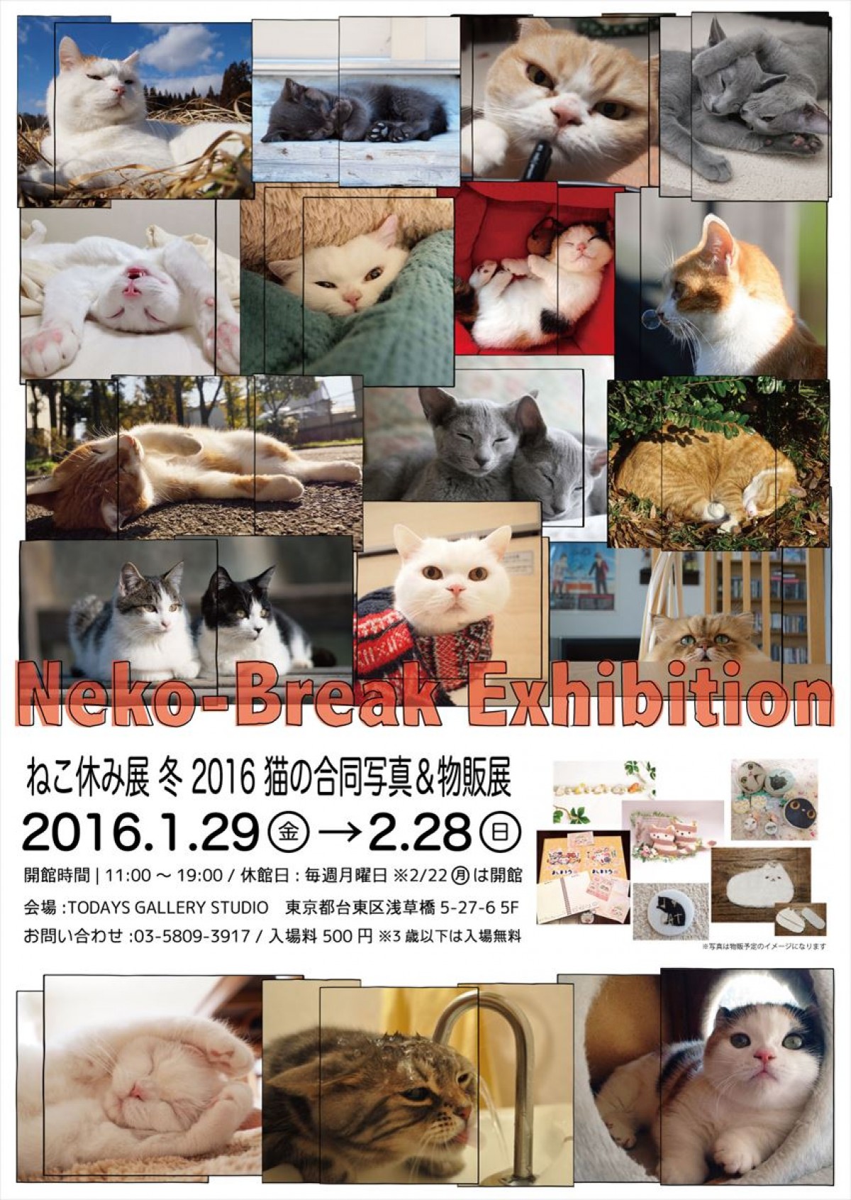人気猫・きなごむ、セツちゃん、小雪も！都内最大級の猫写真展「ねこ休み展」開催