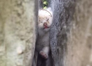 赤ちゃんネコがレンガに挟まれピンチ！ 通行人が鳴き声に気づく