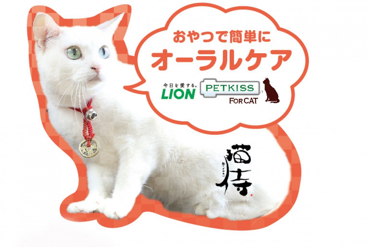 『猫侍』白ねこ・玉之丞、ライオンの広告タレントに！かわいいストラップの特典も