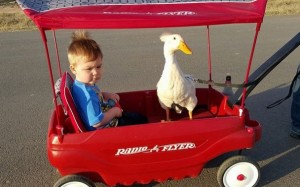 “超”仲良しなアヒルと赤ちゃんが大人気  　最初に話した言葉も「アヒル」